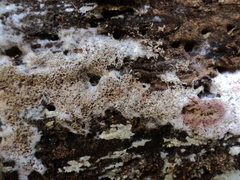 Ceriporia purpurea