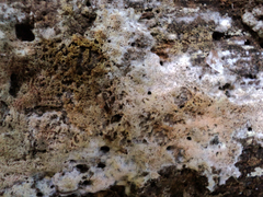 Ceriporia purpurea