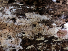 Ceriporia purpurea