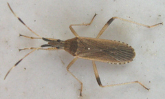 Stenocephalidae