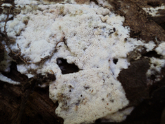 Ceriporia purpurea