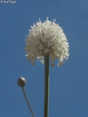 Cephalaria joppensis