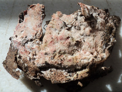 Ceriporia purpurea