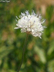 Cephalaria joppensis