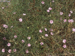 Convolvulus dorycnium