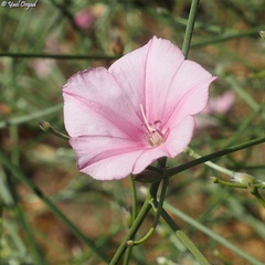 Convolvulus dorycnium