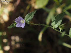 Convolvulus siculus