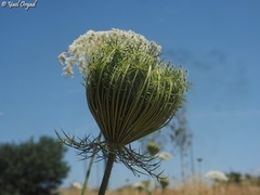 Daucus carota