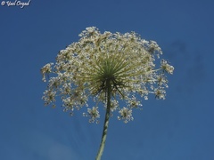 Daucus carota