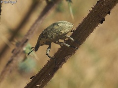 Larinus onopordi