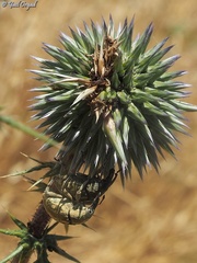 Larinus onopordi