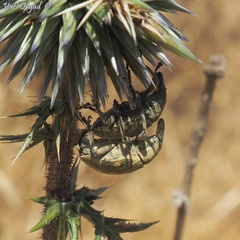 Larinus onopordi