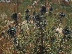 Echinops adenocaulos