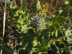 Gundelia tournefortii