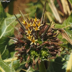 Gundelia tournefortii