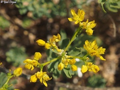 Haplophyllum buxbaumii