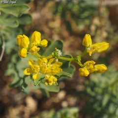 Haplophyllum buxbaumii