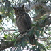 Coastal Great Horned Owl - Photo (c) Jonathan Coffin, some rights reserved (CC BY-NC-SA)