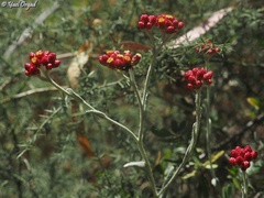 Helichrysum sanguineum