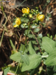 Hypericum lanuginosum