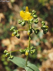 Hypericum lanuginosum