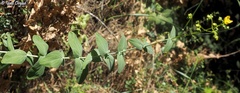 Hypericum lanuginosum