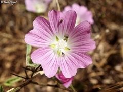 Malva punctata