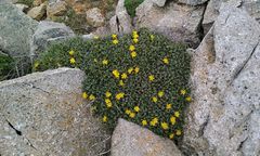 Launaea cervicornis