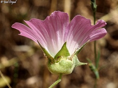 Malva punctata