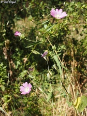 Malva punctata