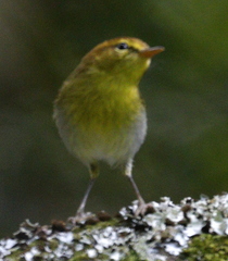 Phylloscopus ruficapilla voelckeri