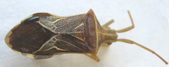 Cletoliturus lituripennis