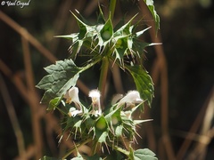 Moluccella spinosa
