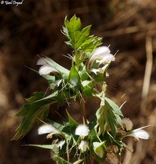 Moluccella spinosa