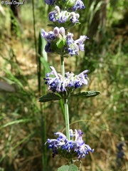 Nepeta curviflora