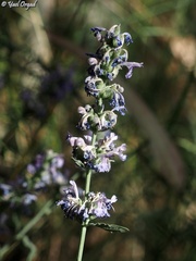 Nepeta curviflora