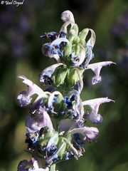 Nepeta curviflora