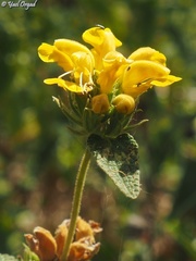 Phlomis viscosa