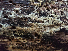 Mucronella