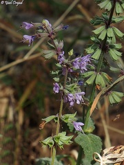 Salvia judaica