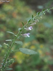 Scutellaria brevibracteata