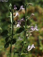 Scutellaria brevibracteata