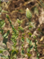Klasea cerinthifolia
