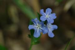 Aegonychon zollingeri