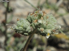 Teucrium capitatum