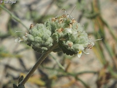 Teucrium capitatum