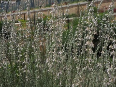 Teucrium creticum