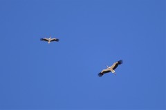 Ciconia ciconia asiatica