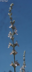 Teucrium creticum