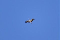 Ciconia ciconia asiatica